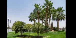 Prince Sultan University landscape maintenance and irrigation Saudi Arabia