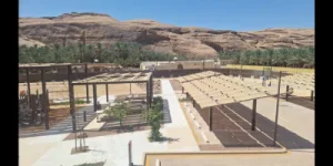 hardscaping,palmtrees