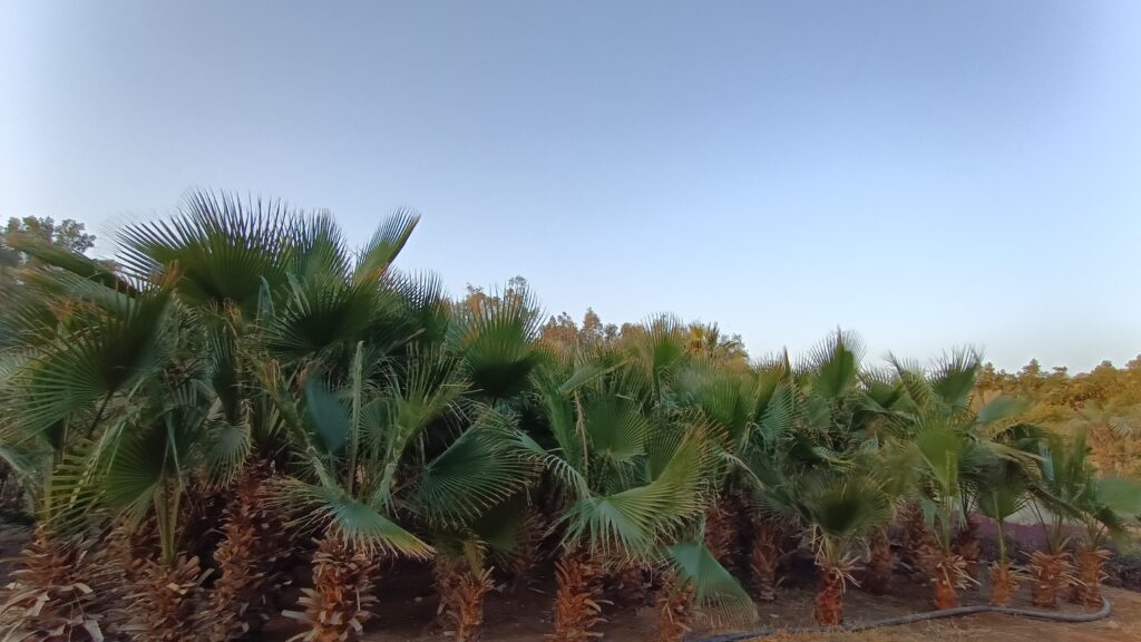 washingtonia-trees-riyadh